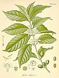  Coffea arabica - Kaffeebaum